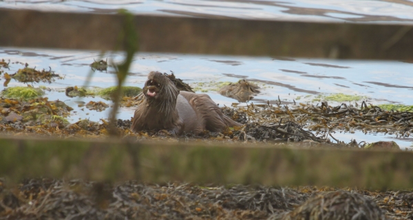 Otter 2