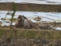 Otter 2